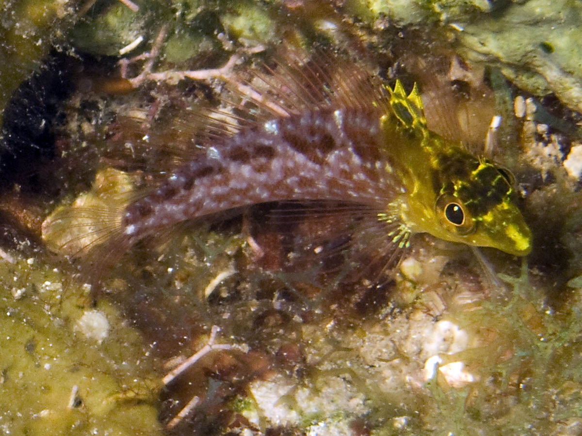 Diamond blenny